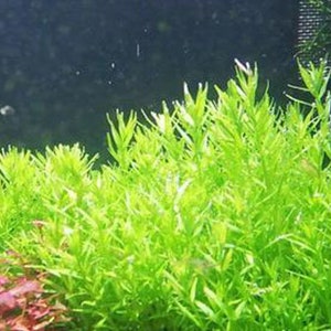 Tropica new plant Rotala rotundifolia 'Green' image 4