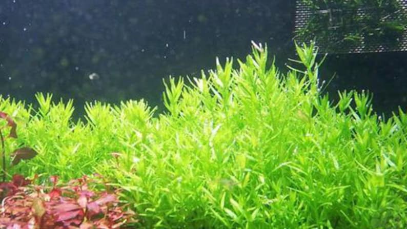 Tropica new plant Rotala rotundifolia 'Green' image 4