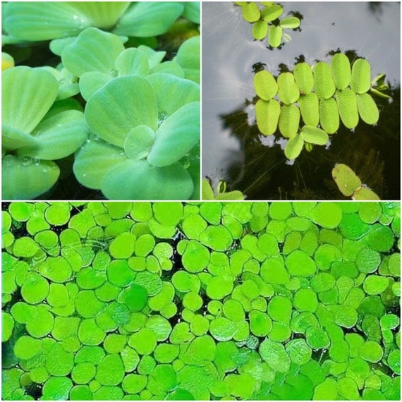 Duckweed 3 in 1 Aquatic Floating Plant Comboaquarium Plant Etsy