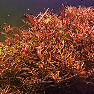 ludwigia arcuata image 1