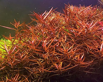 ludwigia arcuata