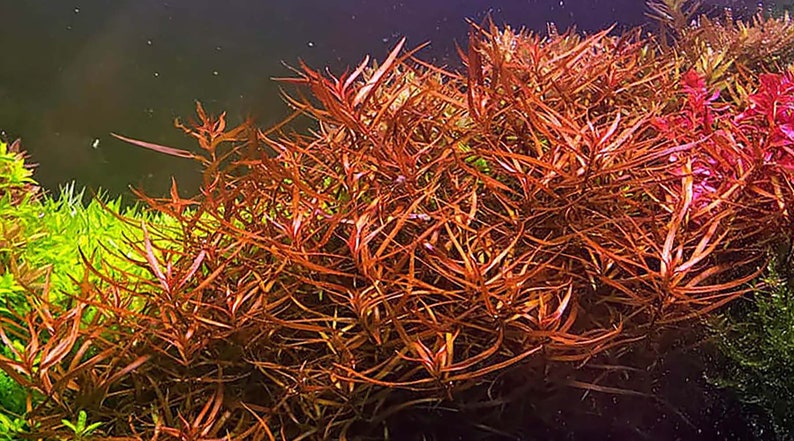 ludwigia arcuata image 1