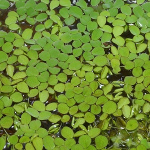 Salvinia auriculata Floating plants image 4