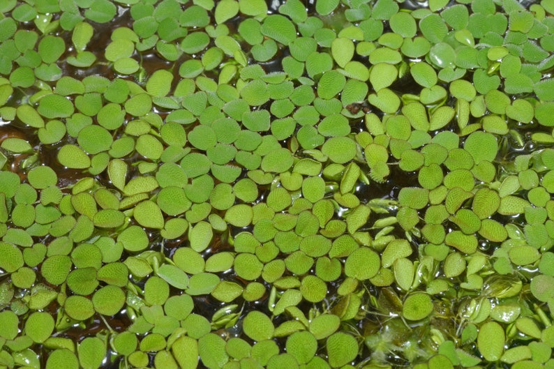 Salvinia auriculata Floating plants image 4