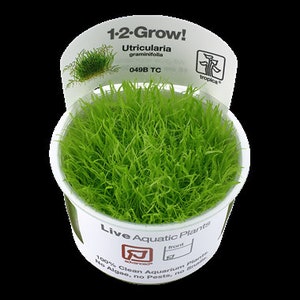 Utricularia graminifolia carpet grass image 1