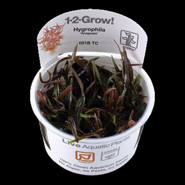 Hygrophila lancea 'Araguaia'  a cup of plant ，aquatic plant