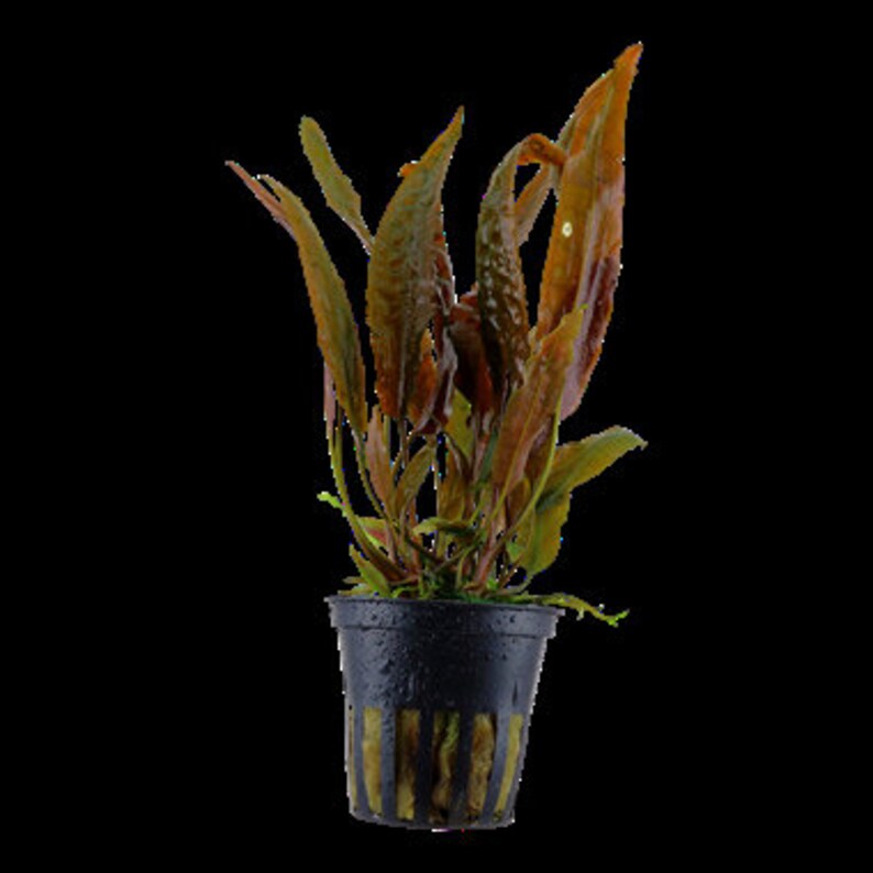 Cryptocoryne usteriana image 1