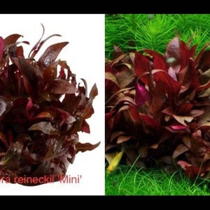 Alternanthera reineckii 'Mini' Red fresh aquatic plantsAquarium plant live ，Fresh aquatic plants Alternanthera reineckii 'Mini'