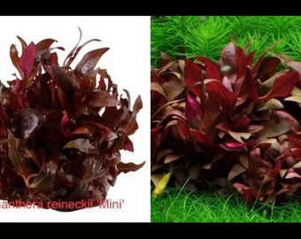 Alternanthera reineckii 'Mini' Red fresh aquatic plantsAquarium plant live ，Fresh aquatic plants Alternanthera reineckii 'Mini'