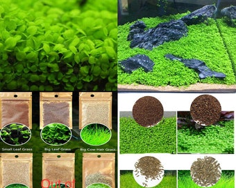 out of stock 3packs Aquarium Plant Seeds Fast Growing, Easy to Grow