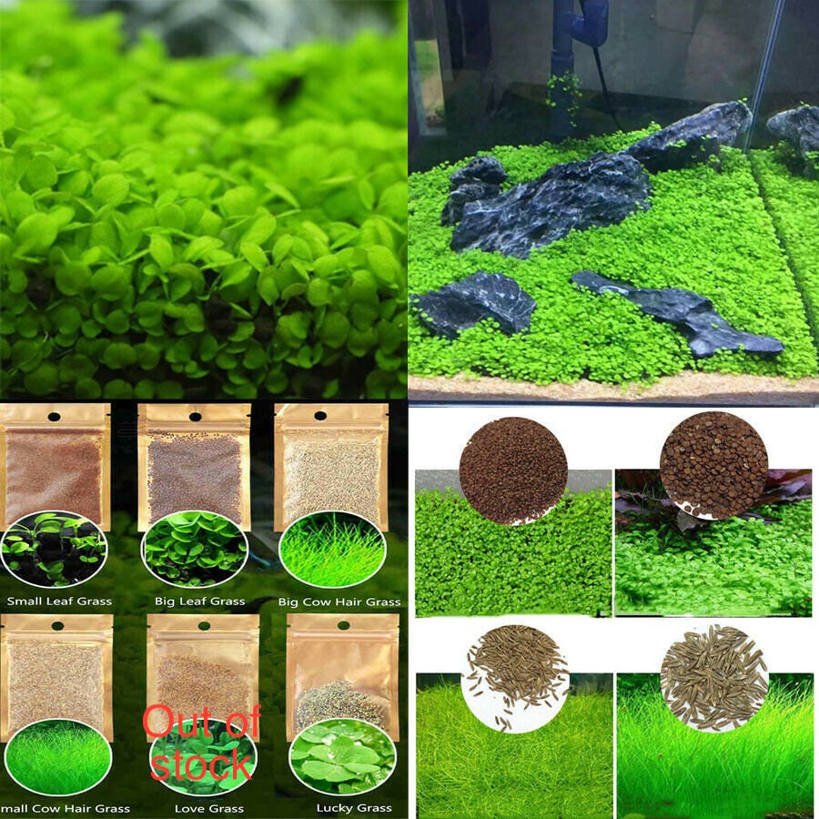 Beautiful Aquarium Grass Seeds Water Aquatic Green Plants Fish Tank De –  Diannt Store