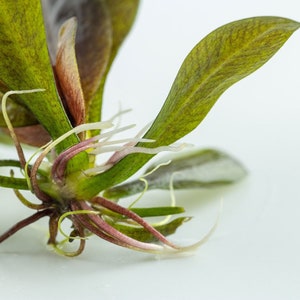 Tropica new plant Echinodorus 'Reni' image 4
