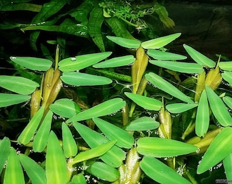 Floating plant Hygroriza aristata