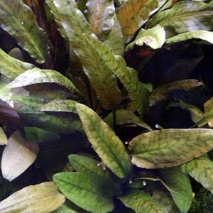 Cryptocoryne wendtii 'Tropica image 2