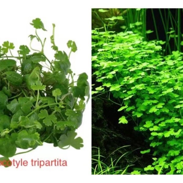 Hydrocotyle tripartita