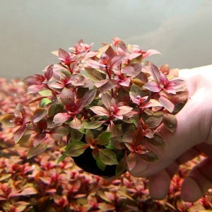 1bunches of Ludwigia palustris Super Red image 2