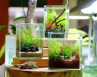 Aquatic plant combo no filtration system, no co2 Eco fish tank Aquatic plant landscaping combination