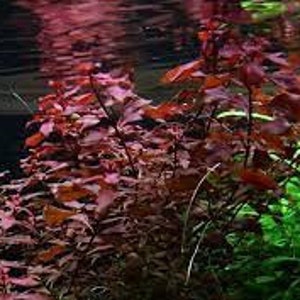 1bunches of Ludwigia palustris Super Red image 4