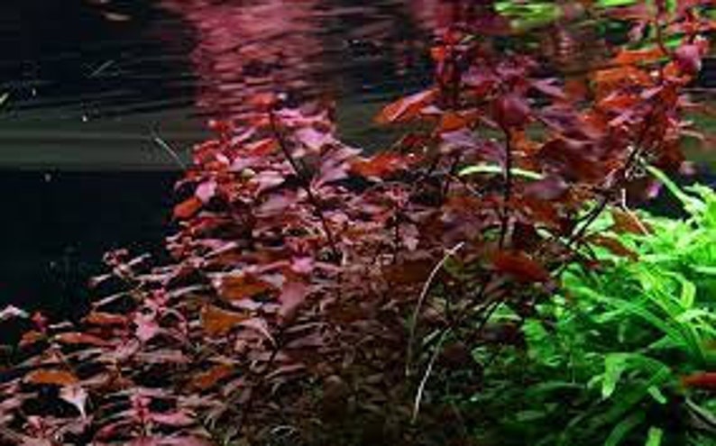 1bunches of Ludwigia palustris Super Red image 4