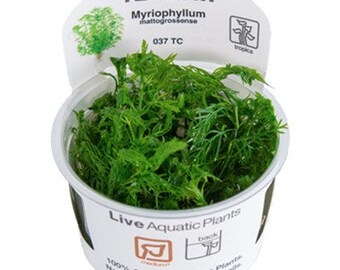 Tropica new plant Myriophyllum mattogrossense