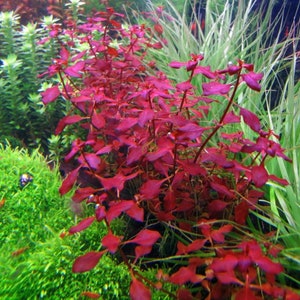 1bunches of Ludwigia palustris Super Red image 3