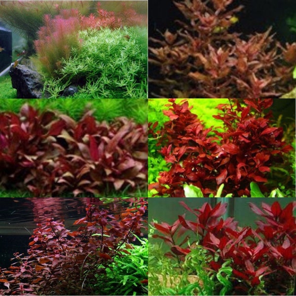 8 kinds of Fresh and bright aquatic red plants combo，It looks very beautiful（4oz box）