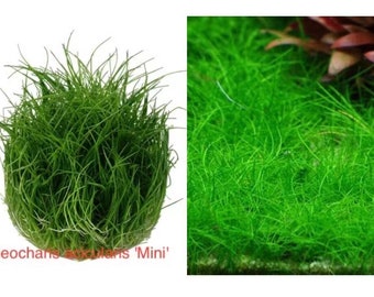 Herbe à cheveux naine 3 tasses de culture tissulaire deau douce tropicale Vivante  Aquarium Plante LIMITÉE DEAL -  France