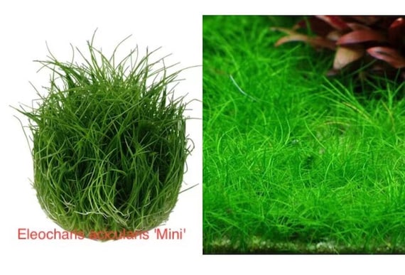 Eleocharis Acicularis 'mini' Cow Hairy Grass - Etsy Eleocharis Acicularis 'mini' Cow Hairy Grass - Etsy