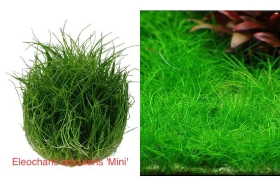 Java Moss Tissue Culture Tropical Live Aquarium Plant POPULAR CHOICE  Aquascaping 