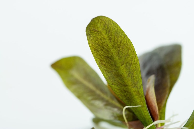 Tropica new plant Echinodorus 'Reni' image 3