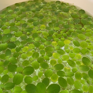 Pistia stratiotes Dwarf Water Lettuce image 4