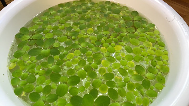 Pistia stratiotes Dwarf Water Lettuce image 4