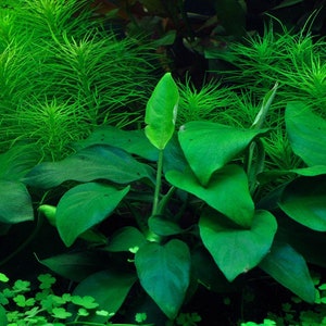 1-2grow Anubias barteri nana image 2