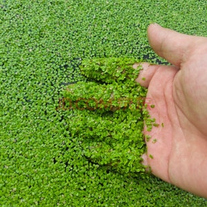 Small Duckweed （4oz cup package）