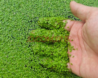 Small Duckweed （4oz cup package）