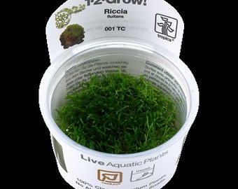 Riccia fluitans moss