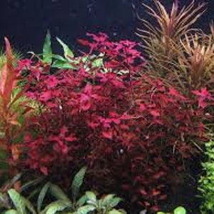 1bunches of Ludwigia palustris Super Red image 5