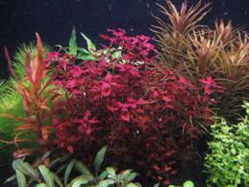 1bunches of Ludwigia palustris Super Red image 5