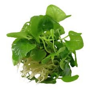 EASY to keep aquarium plant ,Nymphoides hydrophylla Taiwan image 3