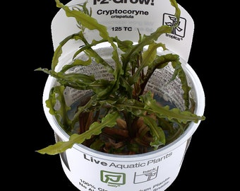 Cryptocoryne crispatula