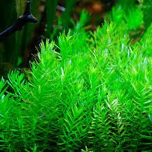 Tropica new plant Rotala rotundifolia 'Green' image 2