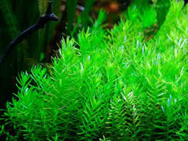 Tropica new plant Rotala rotundifolia 'Green' image 2