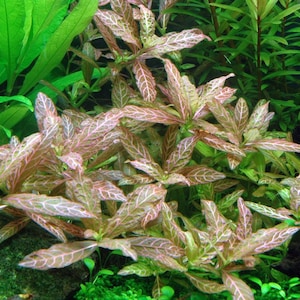 Hygrophila polysperma 'Rosanervig' Bild 4