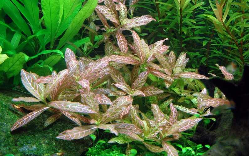 Hygrophila polysperma 'Rosanervig' Bild 4