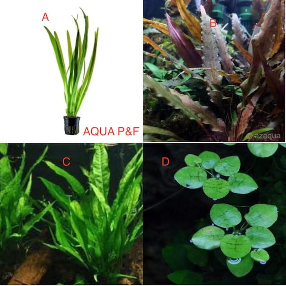 8 types de plantes aquatiques Plantes d'eau douce vivantes, plantes  aquatiques 8 bouquets de plantes différentes, 7 à 10 tiges par bouquet,  environ 60 à 65 tiges -  France