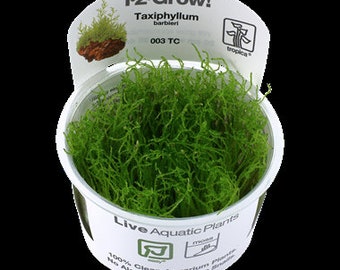 Taxiphyllum barbieri java moss