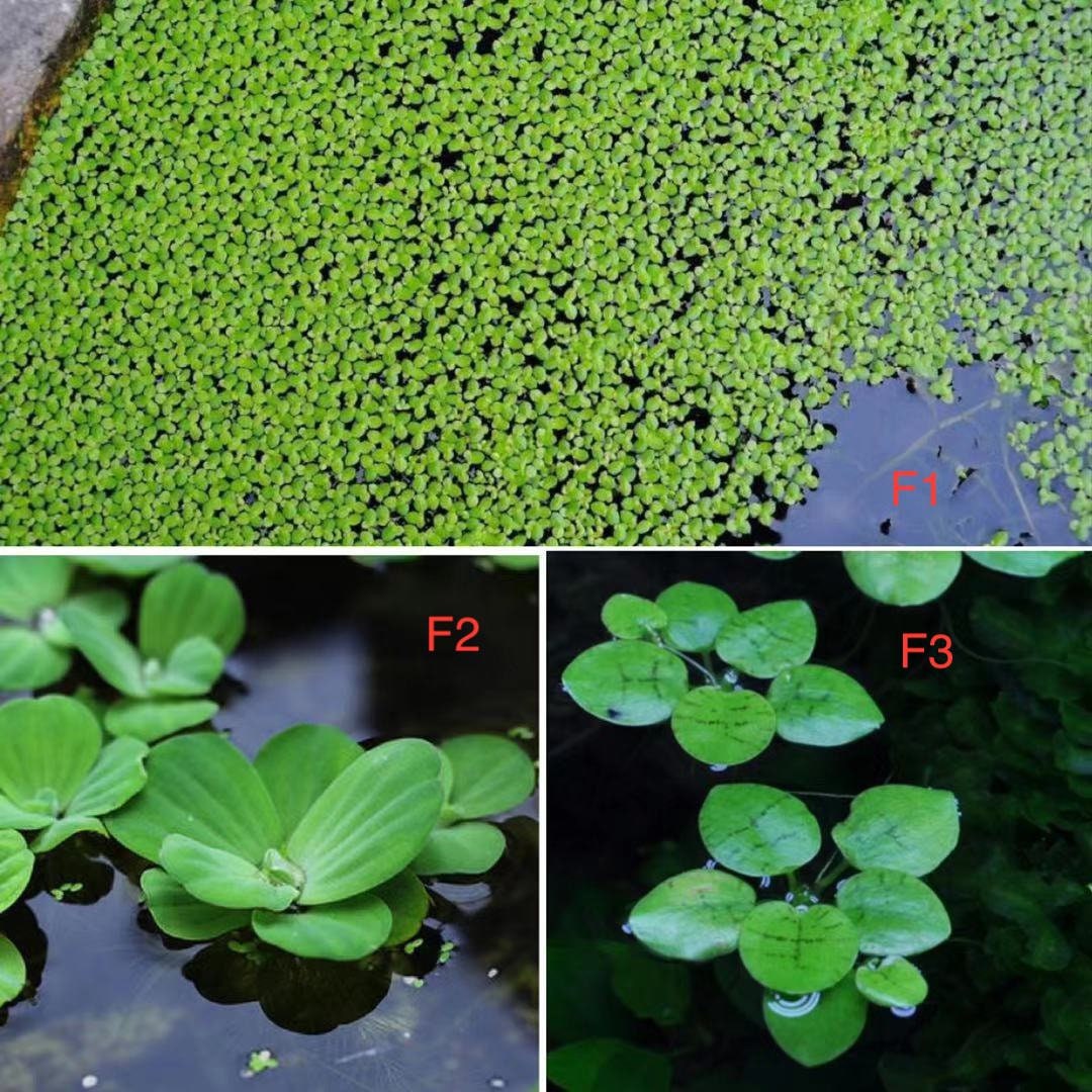 Duckweed 3 in 1 Aquatic floating plant comboaquarium plant Etsy