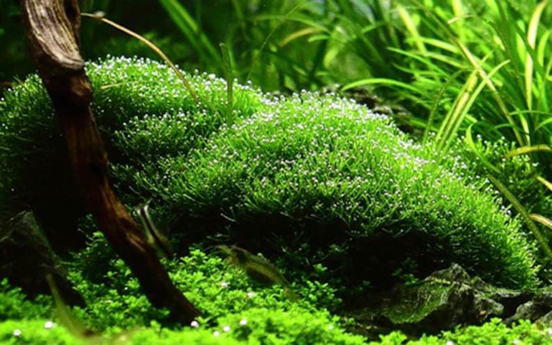 Riccia fluitans moss Bild 4