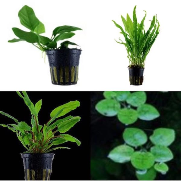 Microsorum pteropus X 1pot ，Anubias barteri  X1 pot ，Cryptocoryne wendtii 'Green' ，float plant X 5 pcs， live aquarium plant fresh combo