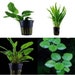 see more listings in the pot plant section